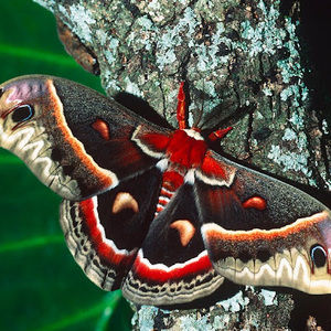 Meet your Posher, Kristine